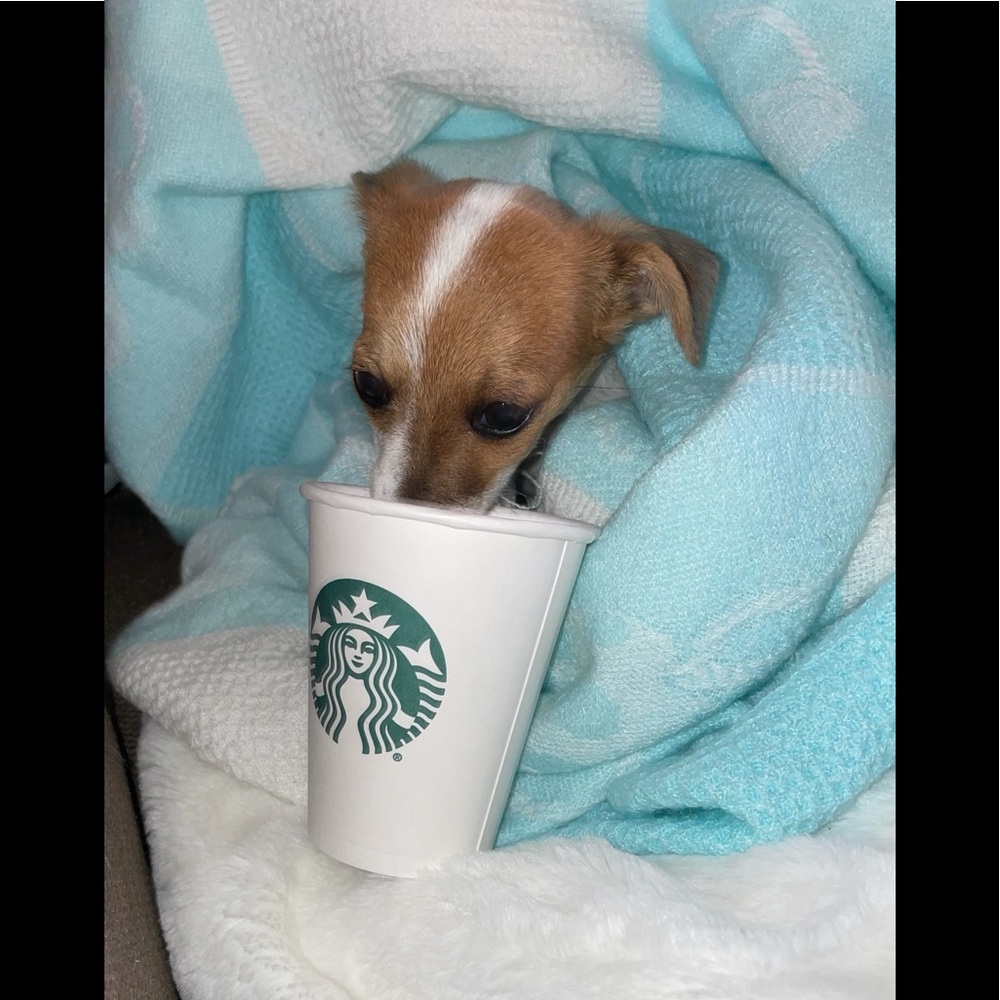 Meet your Posher, Two Sister Moons